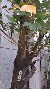 かくれみの