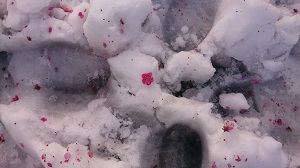 雪梅