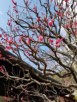 修善寺梅